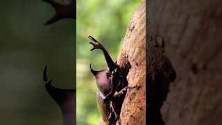 Download lagu BEETLE  SOUND #animals #animalsounds #insects #bug #beetle #kumbang   #kumbangbadak mp3