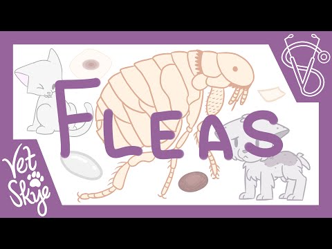 2nd YouTube video about are cat and dog fleas the same