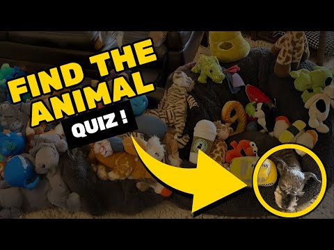 Find the hidden animal | Easy Medium Hard