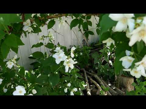 Holzbiene auf Bauernjasmin