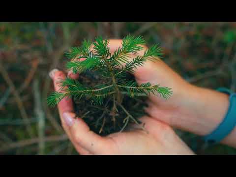 Foresta Company Introduction