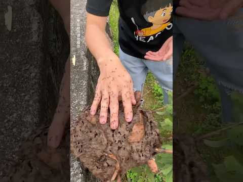 Animal Migration Journeys! #animaljourney #amazingtransformation #animals #animalgrowth