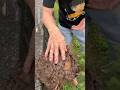 Animal Migration Journeys Animaljourney Amazingtransformation Animals Animalgrowth