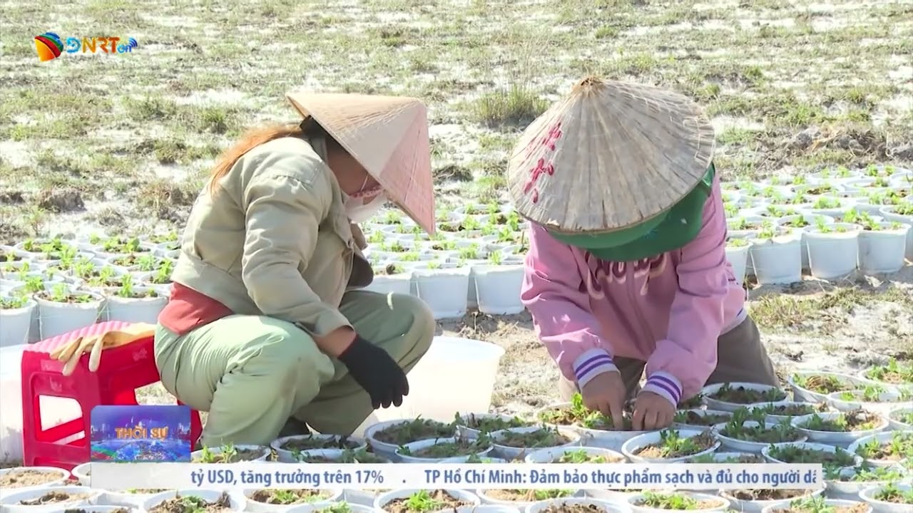 HY VỌNG MÙA HOA RỰC RỠ TRÊN CÁT BẠC MÀU