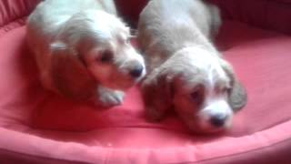 Satılık Yavru Köpekler,Yavru Köpek Satışı  www.minikkopekler.com