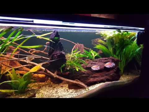 375l Afrikabecken, mit Kongosalmler und Senegalus Flösselhechten