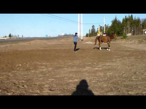 Boundless 2010 gelding by Belissimo M