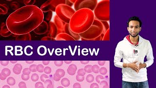 RBC Overview ( Synthesis/ Structure/ Adaptation / Destruction )