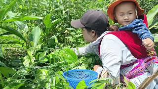 Download lagu Today, the mother and daughter went to pick wild vegetables from the stream to eat for the day. mp3