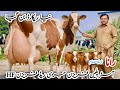 Rana Dairy Farm Imported HF Cows Biggest Milk Cows In Pakistan