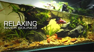 GIANT Betta Fish Feeding Show Aquarium with Waterfall / calm lofi / 🐠 Sleep Relax Meditation Music