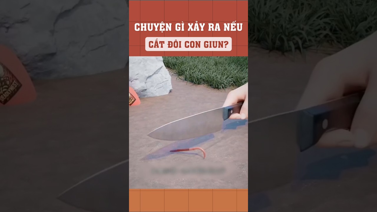 Chuyện gì xảy ra nếu cắt đôi con giun đất?