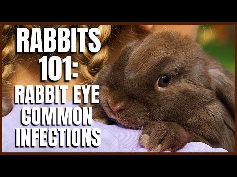 , title : 'Rabbit 101: Rabbit Eye Common Infections