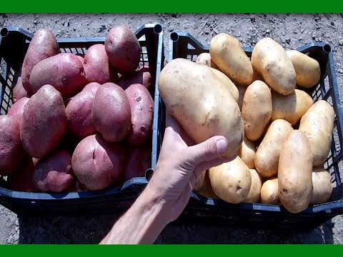 , title : 'Секреты выращивания крупного картофеля от высадки до сбора урожая Ведро картофеля с куста'