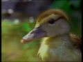 Nick Jr On CBS Intermission 2 Ducks