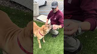Video preview image #1 Chinese Shar-Pei Puppy For Sale in Pasadena, CA, USA