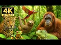 EXPLORE FOREST ANIMALS 4K With Relaxing Soothing Music