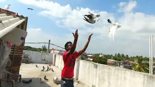 Sri Lankas Best timing pigeon lofts 🇱🇰🕊�