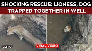 Download lagu Gujarat Viral Video | Lioness Falls Into Well While Chasing Dog, Dramatic Rescue Follows mp3 Download lagu Gujarat Viral Video | Lioness Falls Into Well While Chasing Dog, Dramatic Rescue Follows mp3
