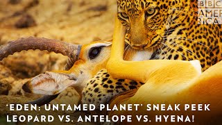 ‘Eden: Untamed Planet’ Sneak Peek: Leopard vs. Antelope vs. Hyena! 🐆 BBC America & AMC