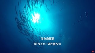 GTダイバーズ沖永良部島