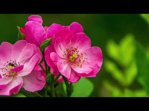 Grupul Mesia- Pentru Jertfa Ta❤