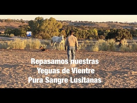 Repasando Nuestras YEGUAS PURA SANGRE LUSITANAS
