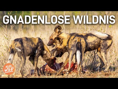Verzweifelter Überlebenskampf: Wildhunde im Land der Löwen! | Doku