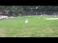 Detroit Zoo Flamingos 2018 07 22