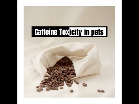 CAFFEINE TOXICITY IN PETS | BLUE OASIS VETERINARY CLINIC