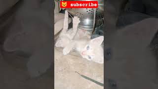 Download lagu Cute kitten 😺😍#cat #cute #kitten #catlovers mp3