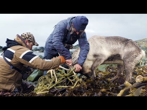 Wildlife Rescue: Unforgettable Mission to Save the Life of a Trapped Caribou