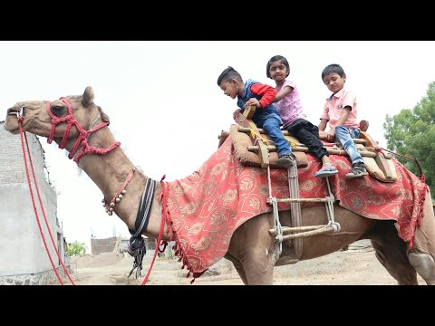 Camel Ride for Babies | Camel Ride for Kids | Camel Video for Babies