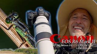 Canon R6ii and 100-500mm lens Sepulveda spiders and damselflies - it simply AMAZING!!!