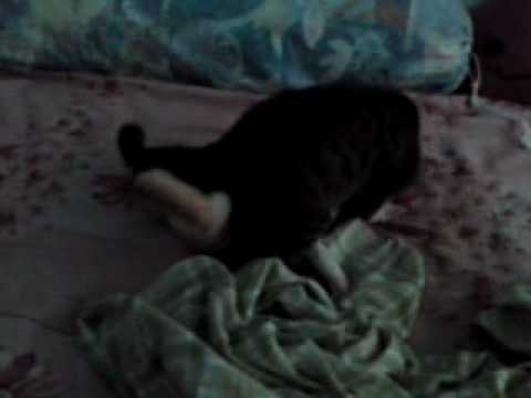 Slow motion cats fight