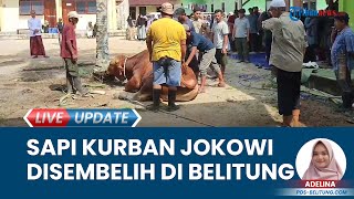 Penyembelihan Sapi Kurban Presiden Jokowi Disembelih di Masjid Daarul Arafah di Bangka Belitung