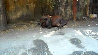 Cows on Mumbai Roads