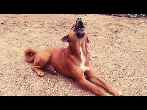 Amazing dog Arjun cries when song played