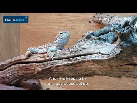 Introducing a new bearded dragon to your home