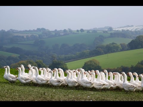 Summerhill Farm