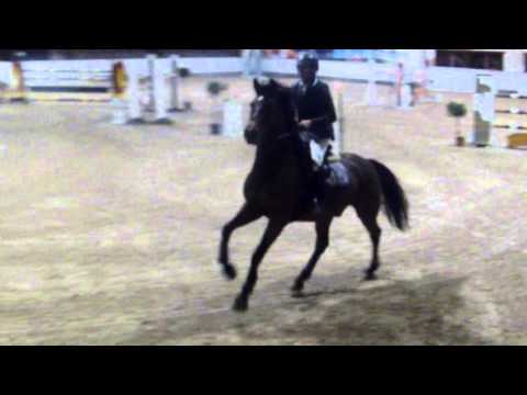 dwight, chin chin x nimmerdor, de warre 1.40