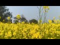 Welcome To My Sarson Ke Khet Video Reels Viral