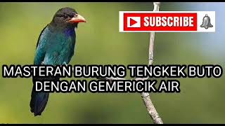 Download lagu SUARA BURUNG MASTERAN TENGKEK BUTO DENGAN GEMERICIK AIR mp3