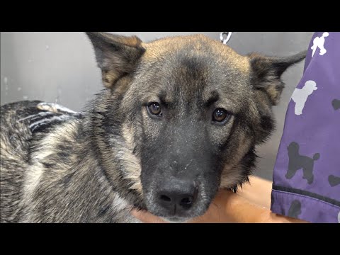 Whoever bred this dog must be nuts | Husky and WHAT