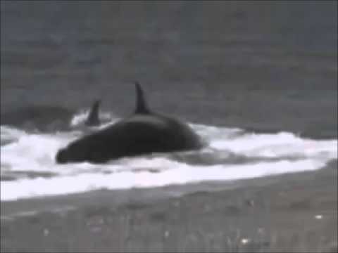 Man Gets Eaten By Killer Whale W/ Breakdown