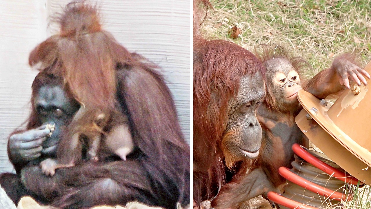 鼻をかむキキ、バネ遊具が気になるキーボー・オランウータン　2026/03/19