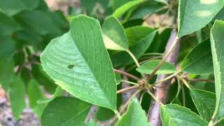 Brooks와 coral  cherry (브룩스와 코랄샴페인 체리)구분하는법