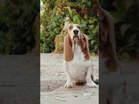 Hush Puppies - Walk Happy