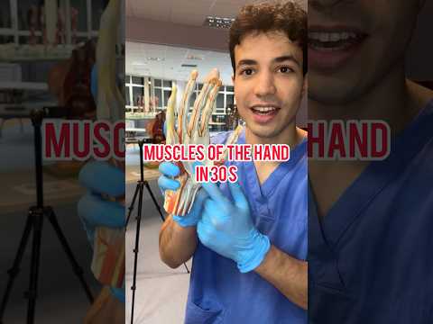 MUSCLES OF THE HAND IN 30s #medicine #anatomy