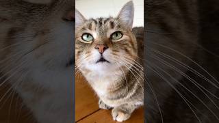 Mabel, our bratty little cutie pie #cat #cute #funnycats